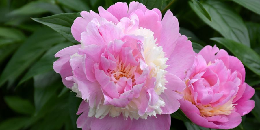 peony