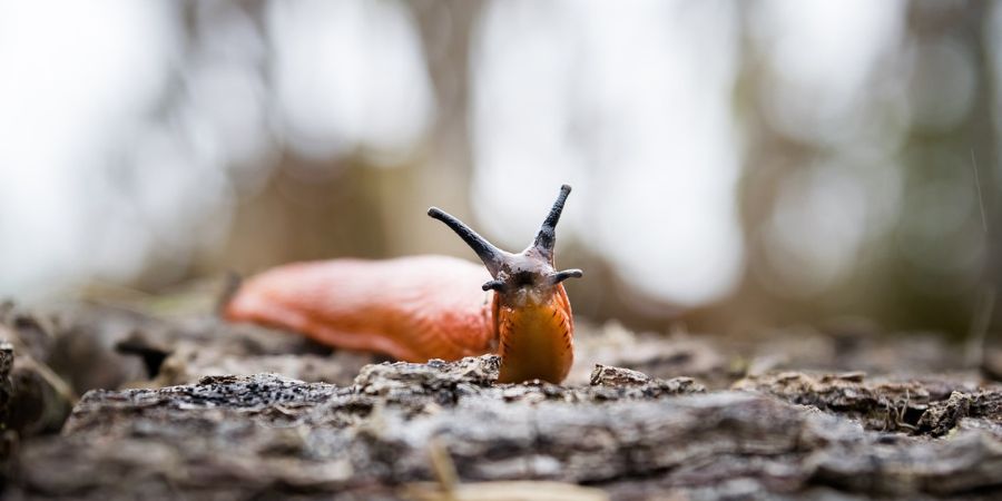 slug