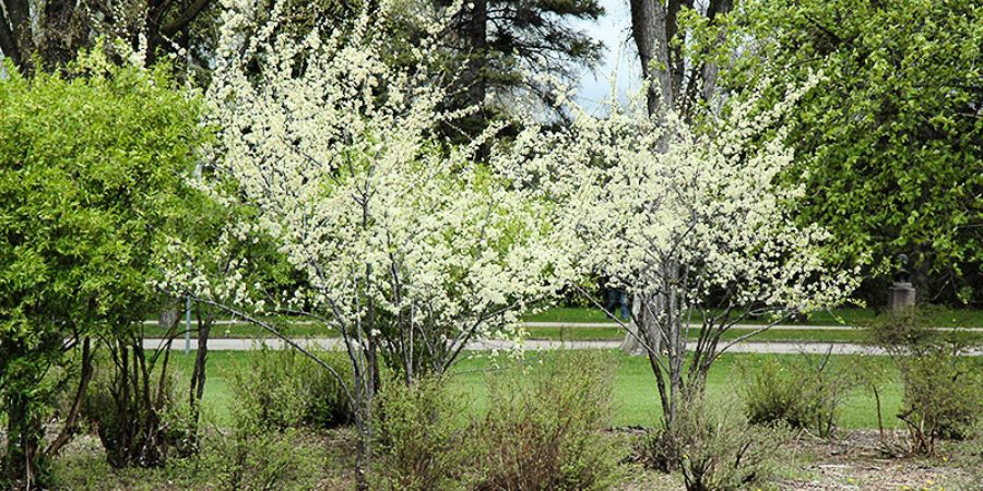 plum tree