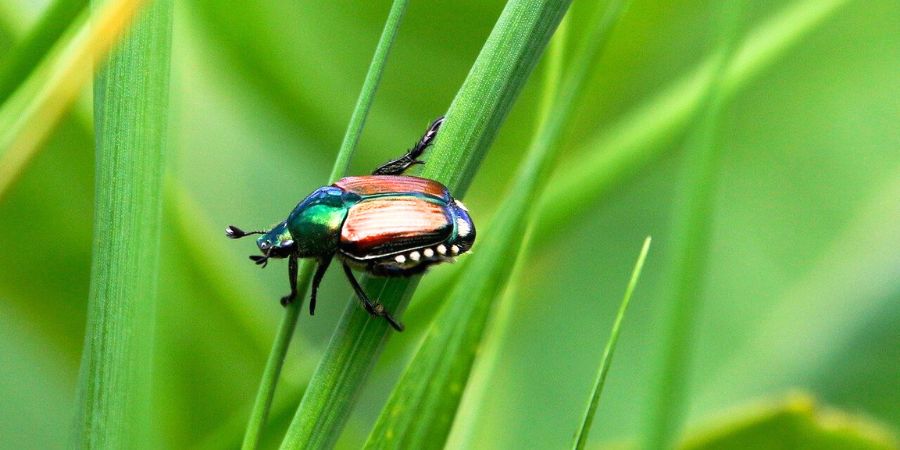 Japanese beetle