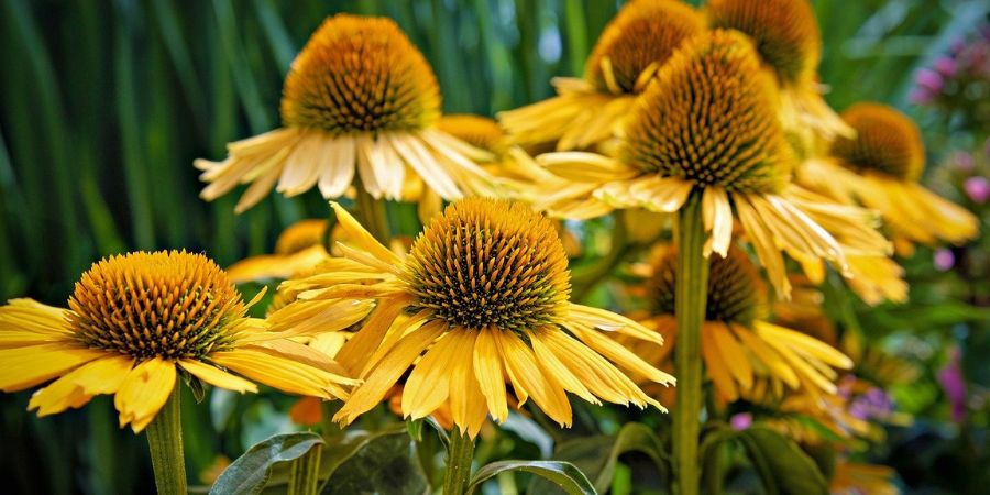 yellow coneflower